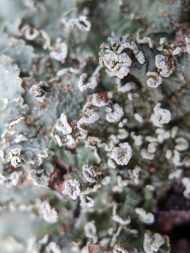 Powder-edged Speckled Greenshield