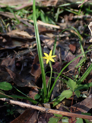 Hypoxis curtissii