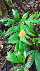 Philodendron pedatum