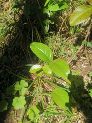 Elytropus chilensis