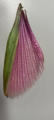 Podacanthus viridiroseus