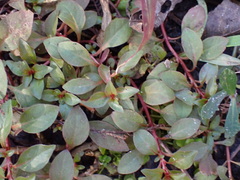Ludwigia repens