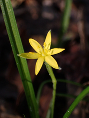 Hypoxis curtissii