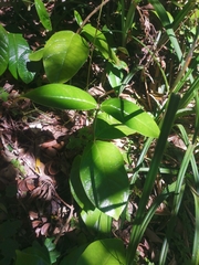Elytropus chilensis
