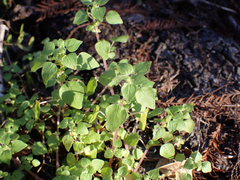 Parietaria floridana
