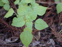 Parietaria floridana