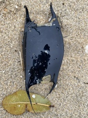 Rostroraja eglanteria