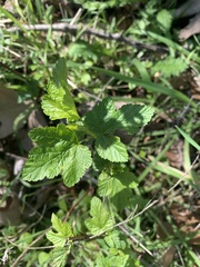 Ribes menziesii