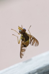 Bactrocera umbrosa