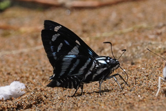 Jemadia sosia