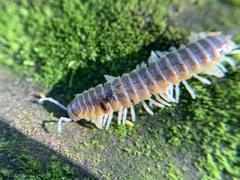 Xystocheir dissecta