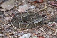Bothrops atrox