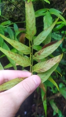 Asplenium juglandifolium