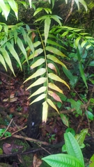 Asplenium juglandifolium