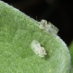 Corythucha immaculata