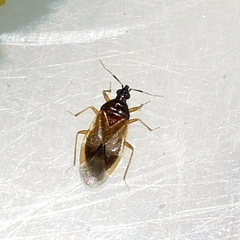 Amphiareus obscuriceps