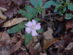 Ruellia caroliniensis