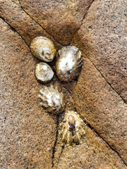 Lottia paradigitalis