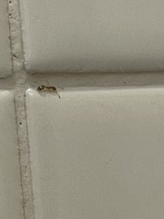 Monomorium pharaonis