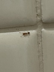 Monomorium pharaonis