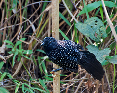Large-Tailed Antshrike photo 3