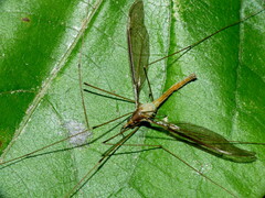 Leptotarsus albistigma