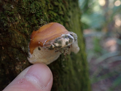Ganoderma zonatum