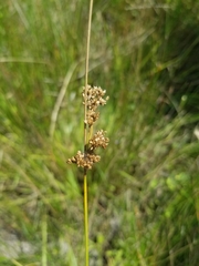 Juncus sarophorus