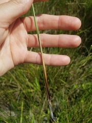 Juncus sarophorus