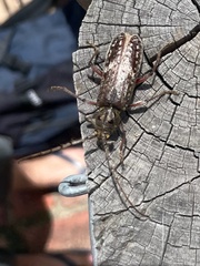 Phacodes