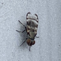 Ulidiidae