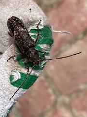 Phacodes