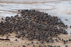 Mictyris longicarpus