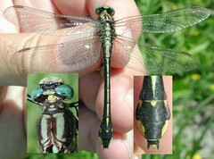 Gomphurus fraternus