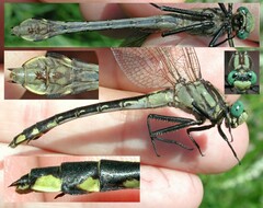 Gomphurus fraternus