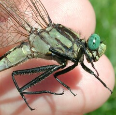 Gomphurus fraternus