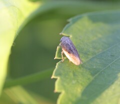 Cicadellidae