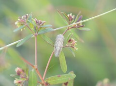 Cicadellidae