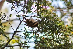 Aphrastura spinicauda