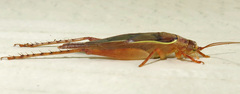 Hapithinae