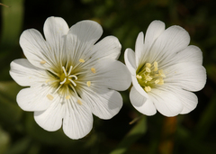 Cerastium viride