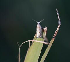 Lepidoptera