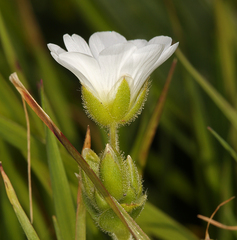 Cerastium viride