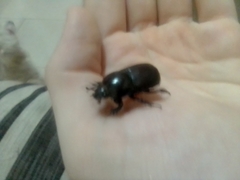 Diloboderus abderus