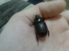Diloboderus abderus