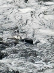 Cinclus leucocephalus