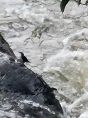 Cinclus leucocephalus