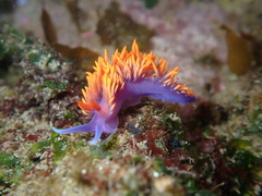 Flabellinopsis iodinea