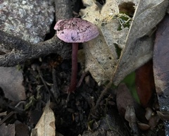 Pseudobaeospora