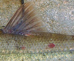 Aphanomyces invadans